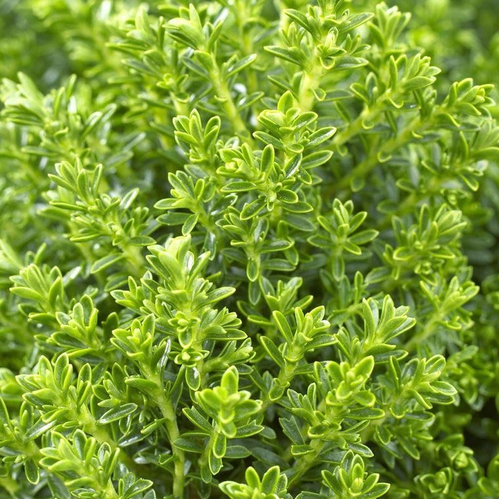 Hebe 'Emerald Green' Evergreen Dwarf Plant Garden Shrub | 9cm Pot