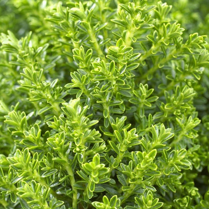 Hebe 'Emerald Green' Evergreen Dwarf Plant Garden Shrub | 9cm Pot