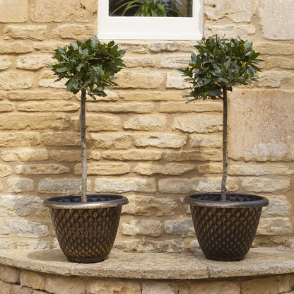 Bay Tree Standard Tree 70-80cm Tall - Edible Herb Tree for Patios and Gardens