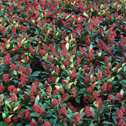 Skimmia japonica Rubella | Beautiful Evergreen Flowering Garden Shrub in Pot