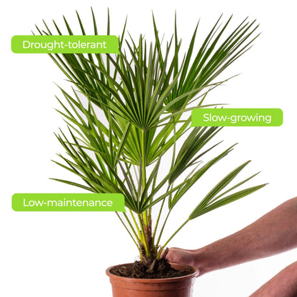 Trachycarpus Fortunei Chusan Fan Palm Exotic Hardy Outdoor Garden Tree Plant