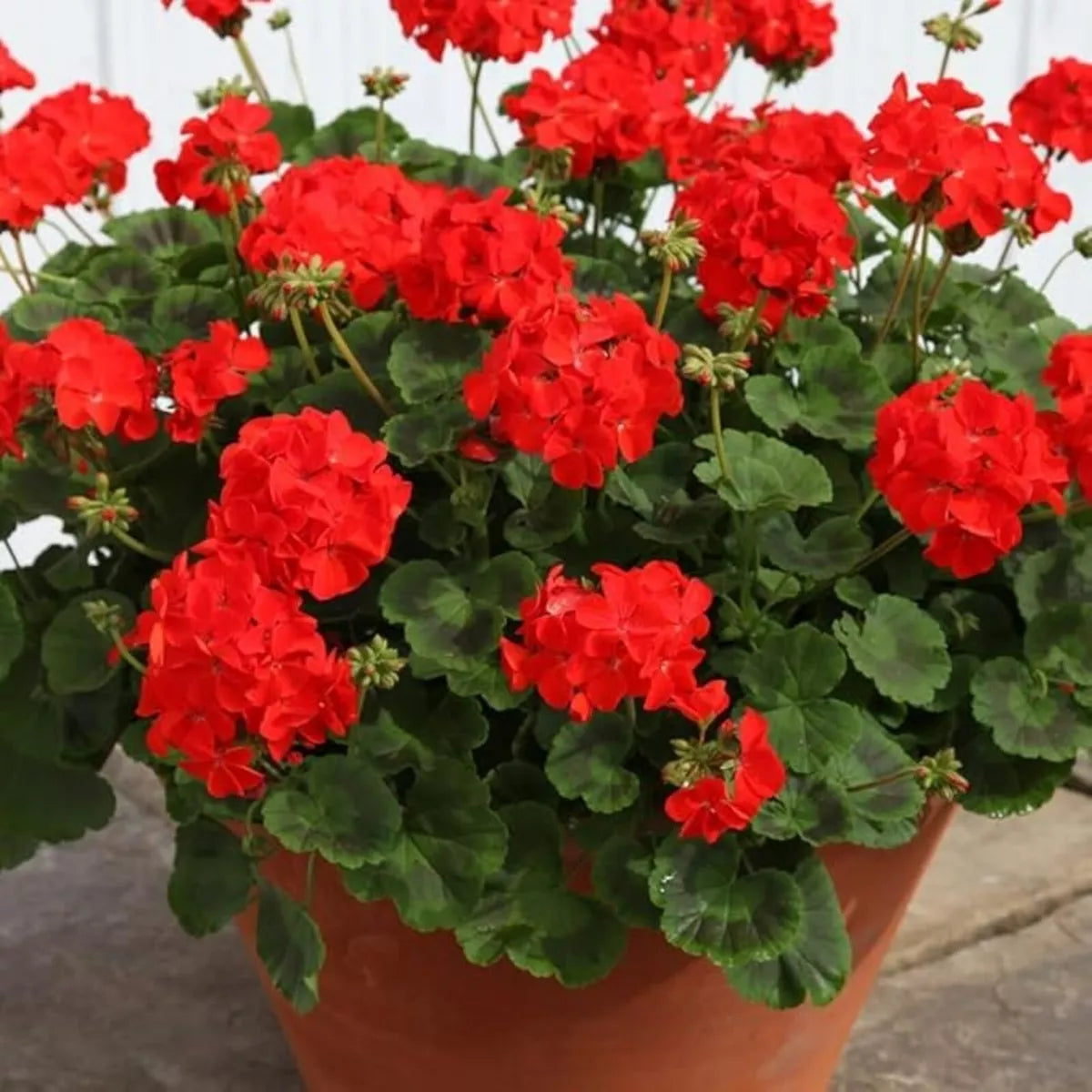 Plug Plants Geranium Bright Red - 20 Per Tray - Summer Flowering Plants