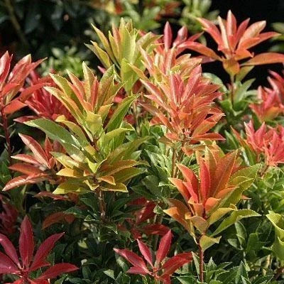 3 PACK (9cm Pots) Pieris Mountain Fire Medium Evergreen Garden Shrub Plant