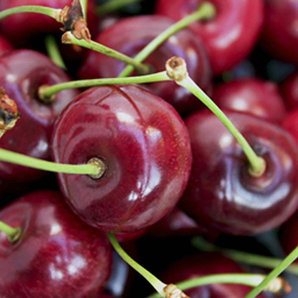 Duo Fruit Cherry Tree Two Varieties on Established Tree (5L pot)