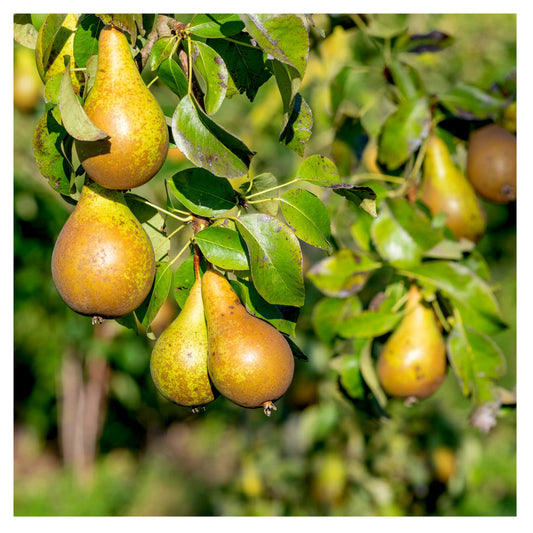 Conference Pear Tree 3-4ft 4L Pot Self-Fertile & Heavy Cropper