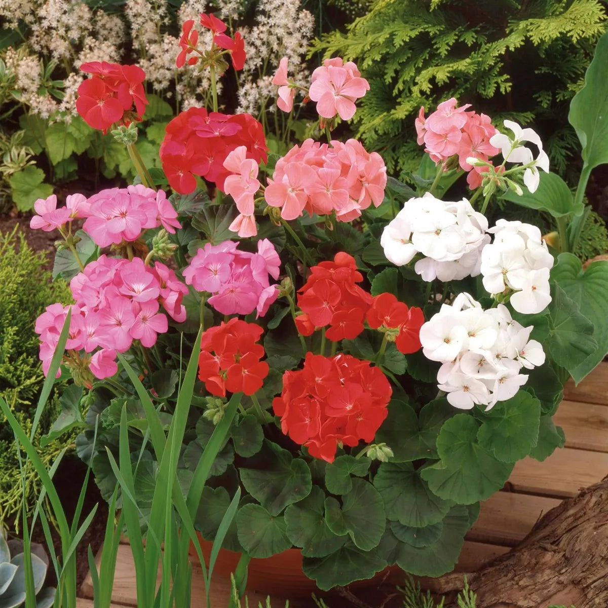 Perfect Plants - Geranium Plants Mixed Colours - 6 Pack Bedding Plants