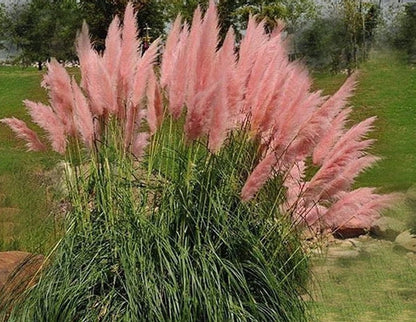 10litre size  3ft  (inc. pot) PINK Pampas Grass Cortederia