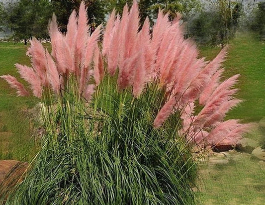 10litre size  3ft  (inc. pot) PINK Pampas Grass Cortederia