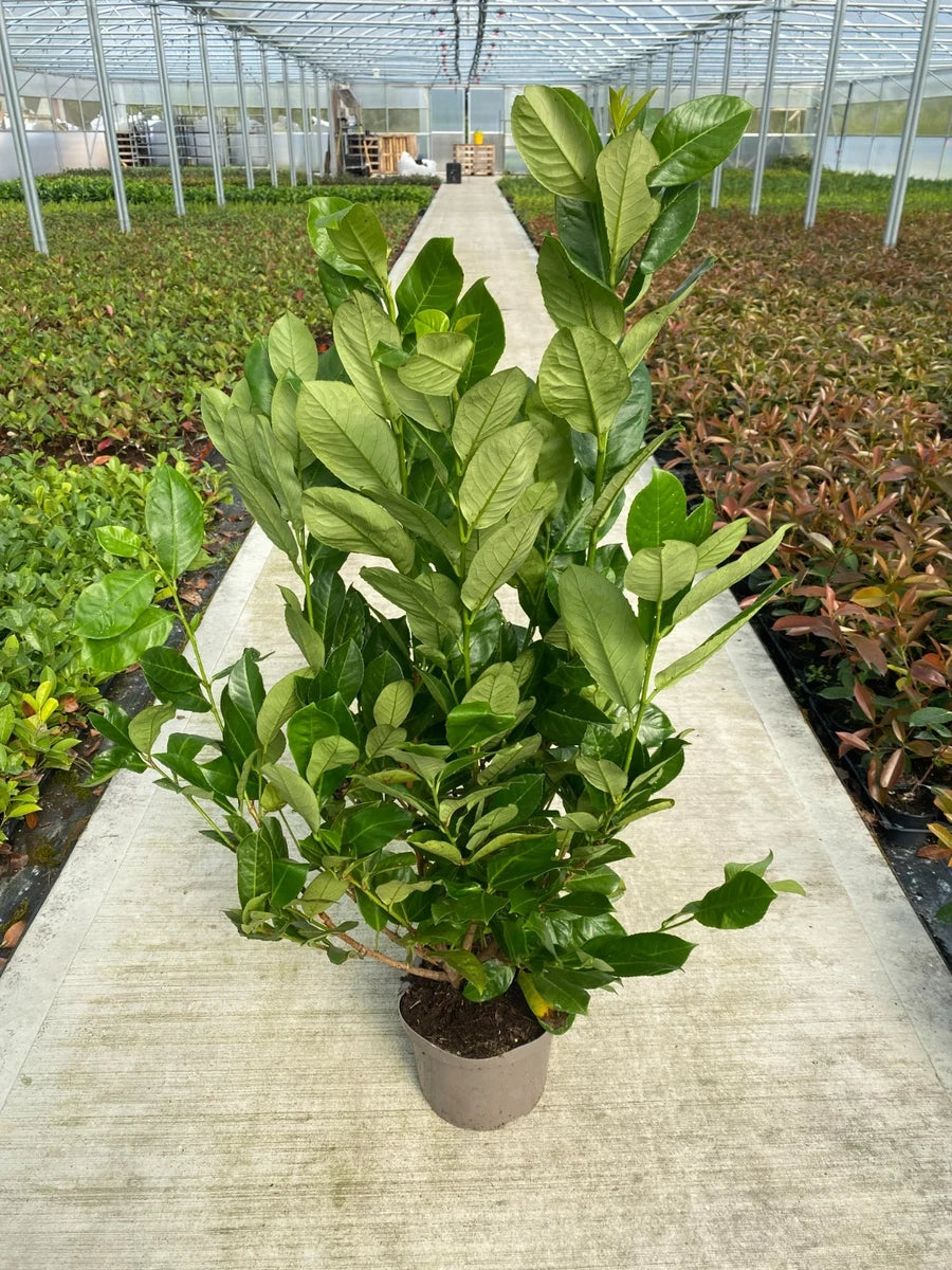 5 Cherry Laurel Hedging Evergreen Plants Fast Growth 4ft in 4 Litre Pots