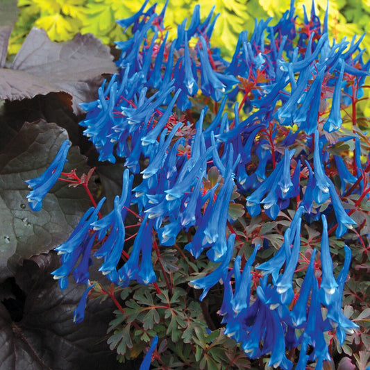 Corydalis 'Blue Heron', 1 x Jumbo Plug