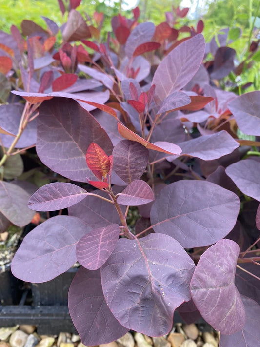 SINGLE COTINUS SMOKE BUSH ROYAL PURPLE PLANT 9CM POT SHRUB PURPLE FOLIAGE PINK FLOWERS