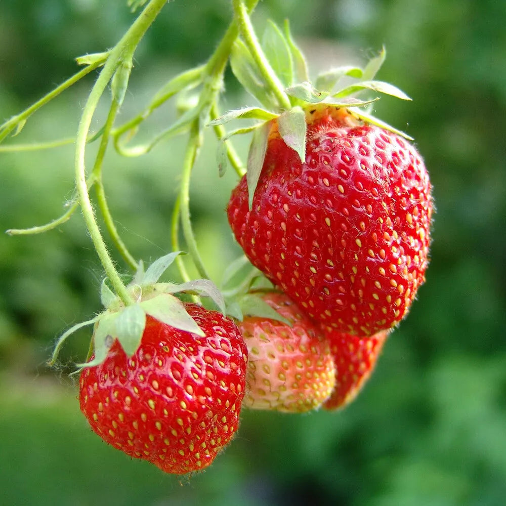 Strawberry Cambridge Favourite Fruit Bush - Pack x 20 Runners to Grow Your Own