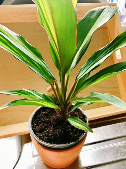 Cordyline Kiwi - Ti Indoor Plants | Colourful 30-40cm Potted Plant