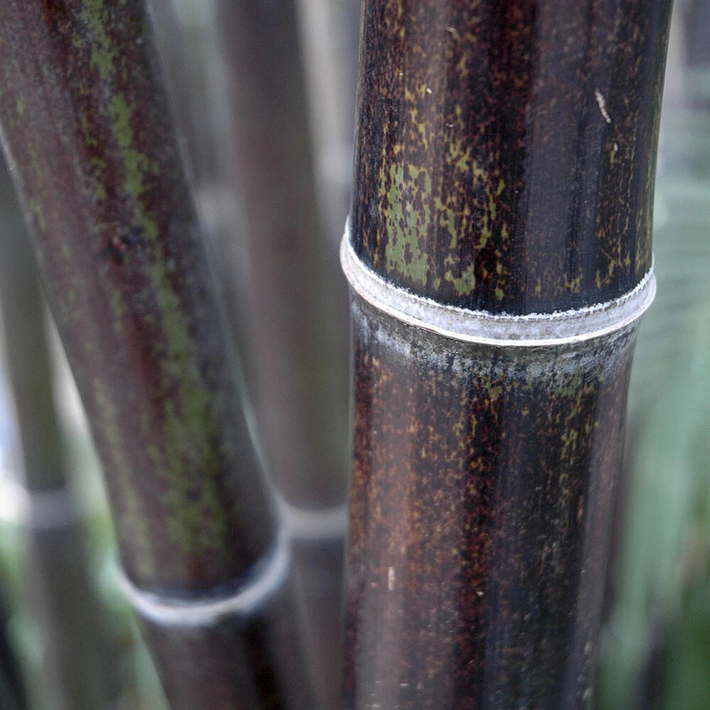 Bamboo Plant, Black Bamboo Phyllostachys Nigra, Hardy, 50-80cm Tall in 3L Pot