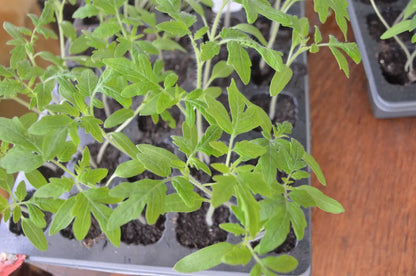 Cherry Tomato 'Rapunzel'. Plug Plant x 5. Grow your own tomatoes, super sweet