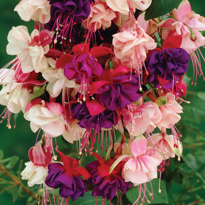 3 Fuchsia Garden Ready Plants Collection | Hardy Outdoor Shrubs in Plant Pots - 9cm Pots