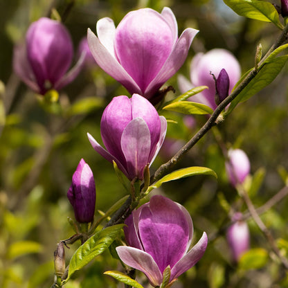 Magnolia Lennei - Spring Flowering Tulip Magnolia 9cm pot Plants Outdoor Garden Ready