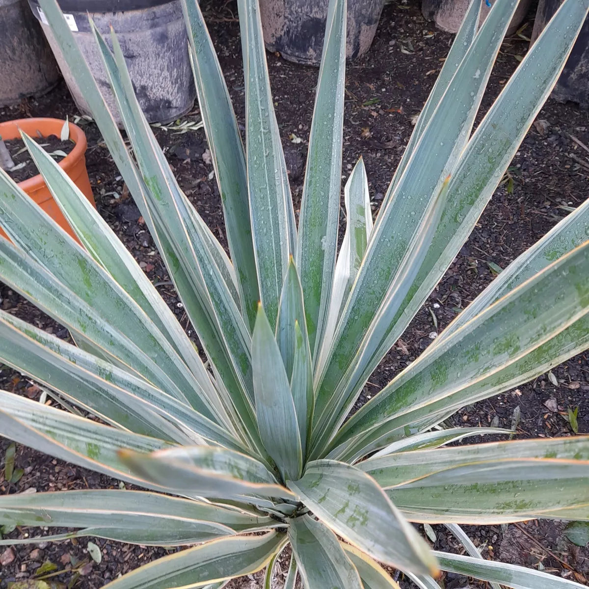 Yucca gloriosa 'Variegata' 75cm tall UK hardy evergreen 12L "Spanish dagger"
