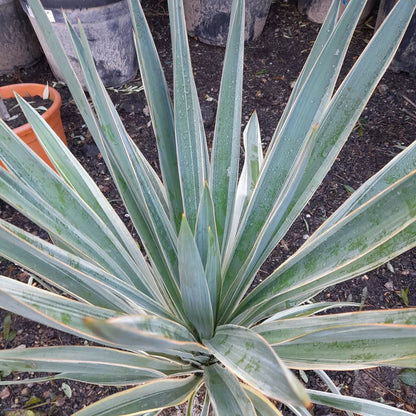 Yucca gloriosa 'Variegata' 75cm tall UK hardy evergreen 12L "Spanish dagger"