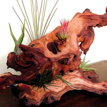 Tillandsia Mix - 5 Plants - Indoor Air Plant for House Vivarium Terrarium