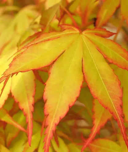 Acer Plant Japanese Maple Palmatum Katsura Garden Tree Shrub 40-50cm