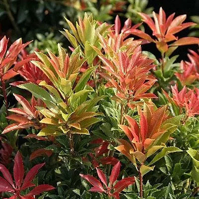 3 PACK (9cm Pots) Pieris Mountain Fire Medium Evergreen Garden Shrub Plant