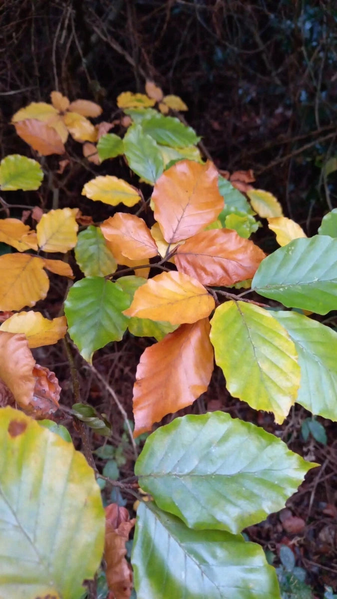 10 x 5ft Green Beech native bare root hedge plants semi-evergreen hedging