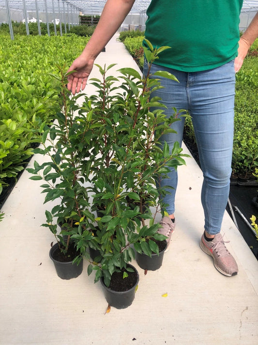 10 Portuguese Laurel Evergreen Hedging Plants 2-3ft Fast Growing 3 Litre Pots