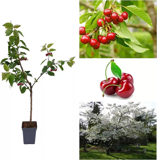 Cherry Tree - Prunus avium 'Stella' - Patio Fruit Tree 2-3ft in 5 Litre Pot