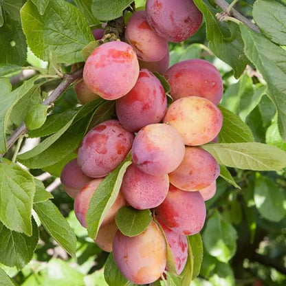 Plum Tree - Sweet Orange Plum - Patio Fruit Tree 2-4ft in 5 Litre Pot