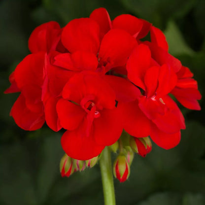 Plug Plants Geranium Bright Red - 20 Per Tray - Summer Flowering Plants