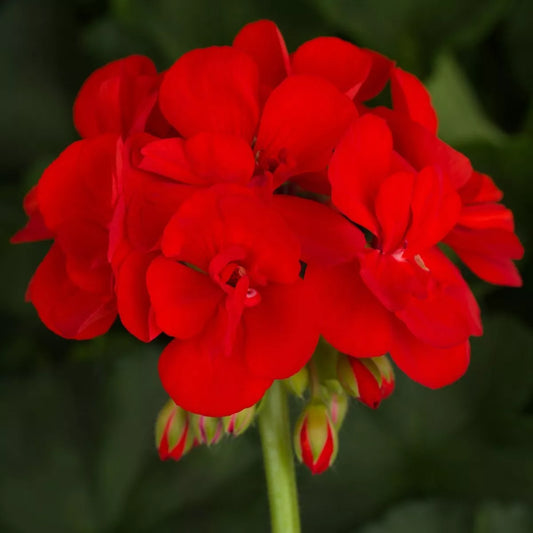 Plug Plants Geranium Bright Red - 20 Per Tray - Summer Flowering Plants
