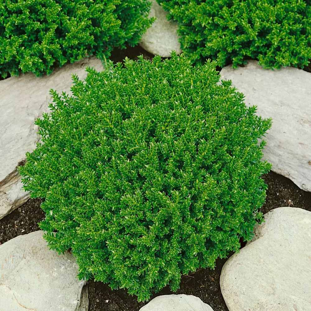 Hebe 'Emerald Green' Evergreen Dwarf Plant Garden Shrub | 9cm Pot