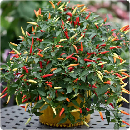 Chilli Pepper 'Hot Basket of Fire' x 3 Plug Plants