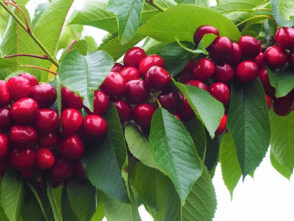 Cherry Tree - Prunus avium 'Stella' - Patio Fruit Tree 2-3ft in 5 Litre Pot