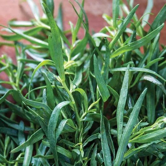 Tarragon 'French' - 3 x 9cm pot Herb Plants.