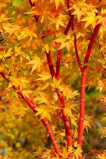 Acer Plant Japanese Maple Palmatum Katsura Garden Tree Shrub 40-50cm
