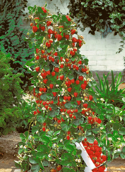 Red Climbing Strawberry Viable Seeds, Garden Pot Creeping Plant, UK Stock
