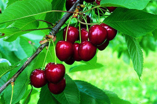 Lapins Cherry Tree 3-4ft in a 6L Pot Self-Fertile & Ready to Fruit