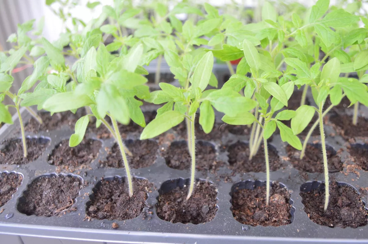 Cherry Tomato 'Rapunzel'. Plug Plant x 5. Grow your own tomatoes, super sweet