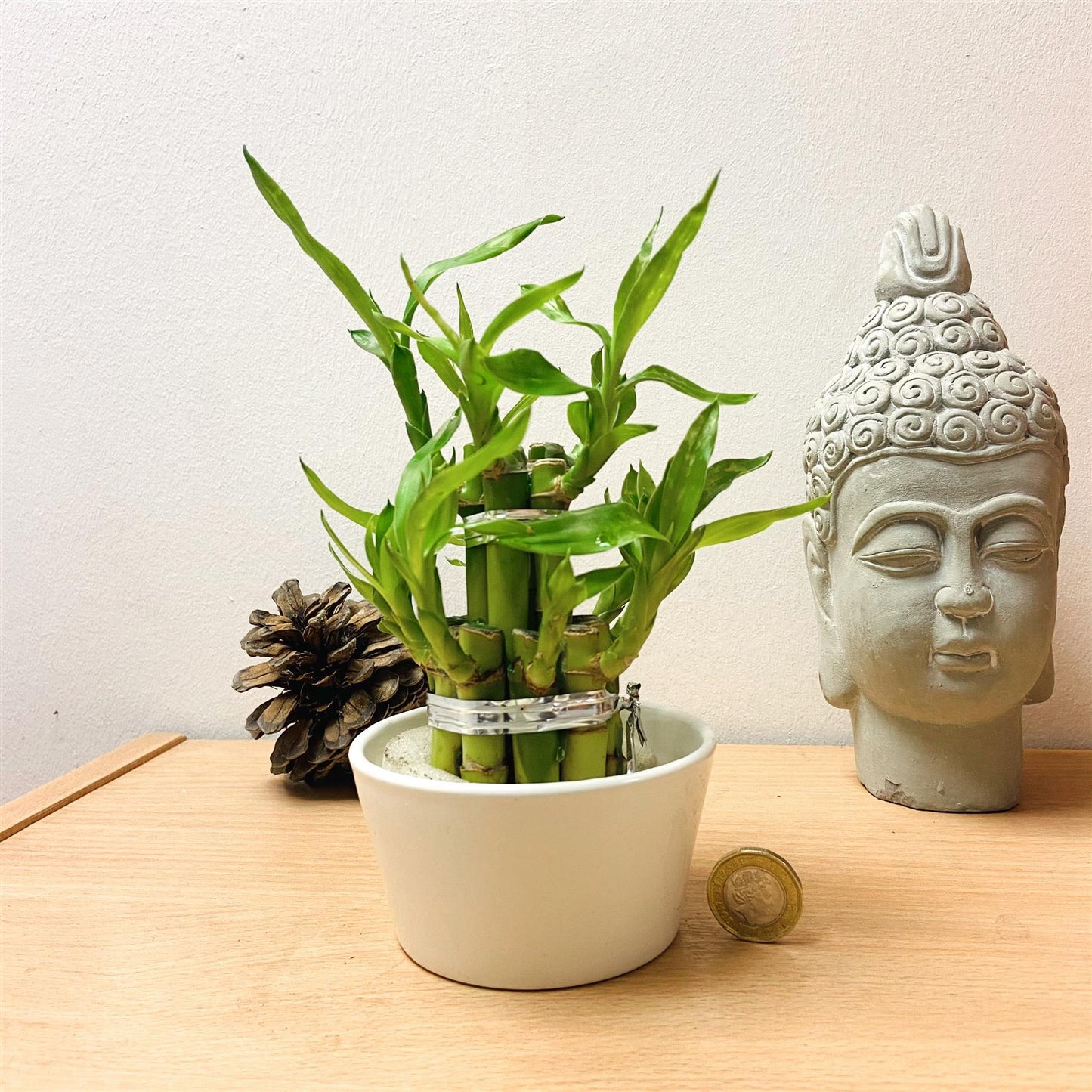 1 LUCKY BAMBOO RIBBON PLANT EVERGREEN INDOOR BONSAI IN CERAMIC POT FOR FENG SHUI