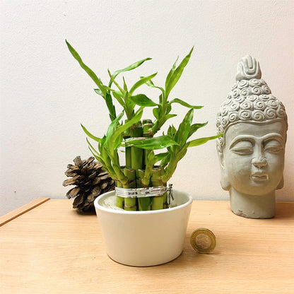 1 LUCKY BAMBOO RIBBON PLANT EVERGREEN INDOOR BONSAI IN CERAMIC POT FOR FENG SHUI