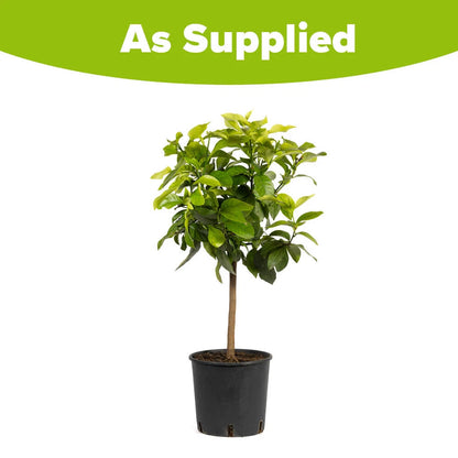 Citrus Lemon Tree, Approximately 80cm Tall in 4 Litre Pot, Citrus Fruit Tree
