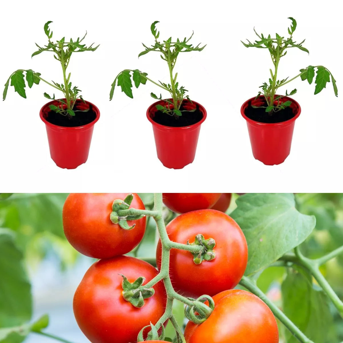 Tomato Plants Shirley F1 in 9cm Pots - Easy to Grow UK Grown Garden Ready Plants