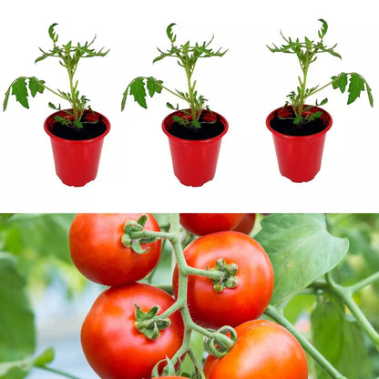 Tomato Plants Shirley F1 in 9cm Pots - Easy to Grow UK Grown Garden Ready Plants