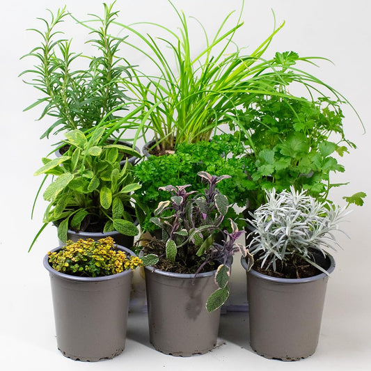 9 x Mixed Herbs - Plants Outdoor Garden Ready or Great House Plants, Create Your own herb Garden