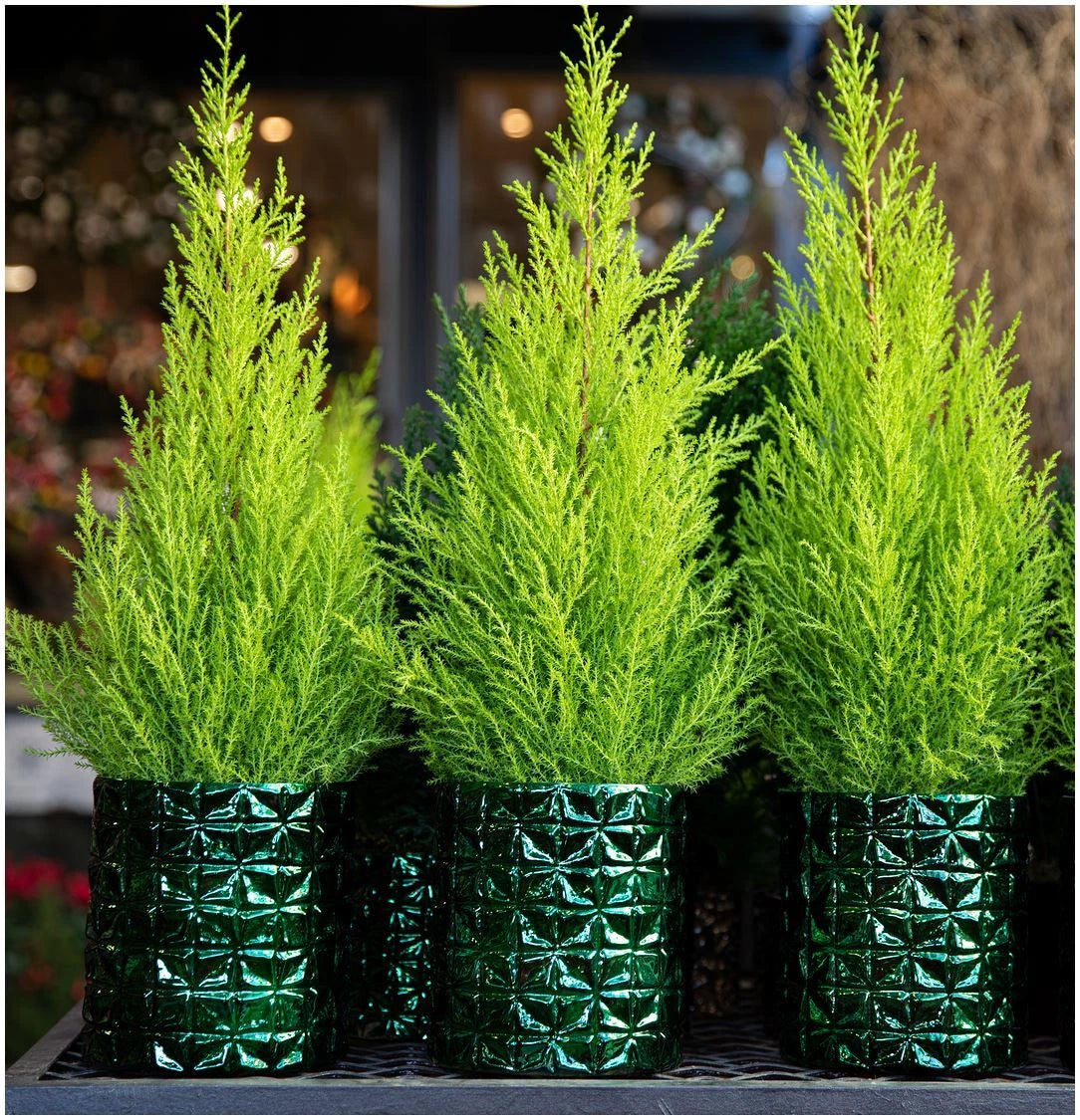 Pair Of Dwarf Conifer Cupressus 'Wilma' Goldcrest Lemon Cypress | Pot Plants
