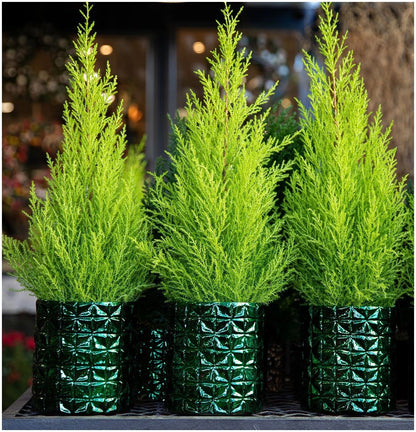 Pair Of Dwarf Conifer Cupressus 'Wilma' Goldcrest Lemon Cypress | Pot Plants