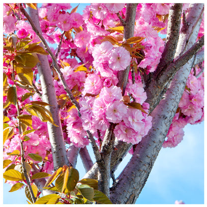 Japanese Flowering Cherry/Prunus 'Kanzan' 3-5ft Potted, Double Deep Pink Flowers