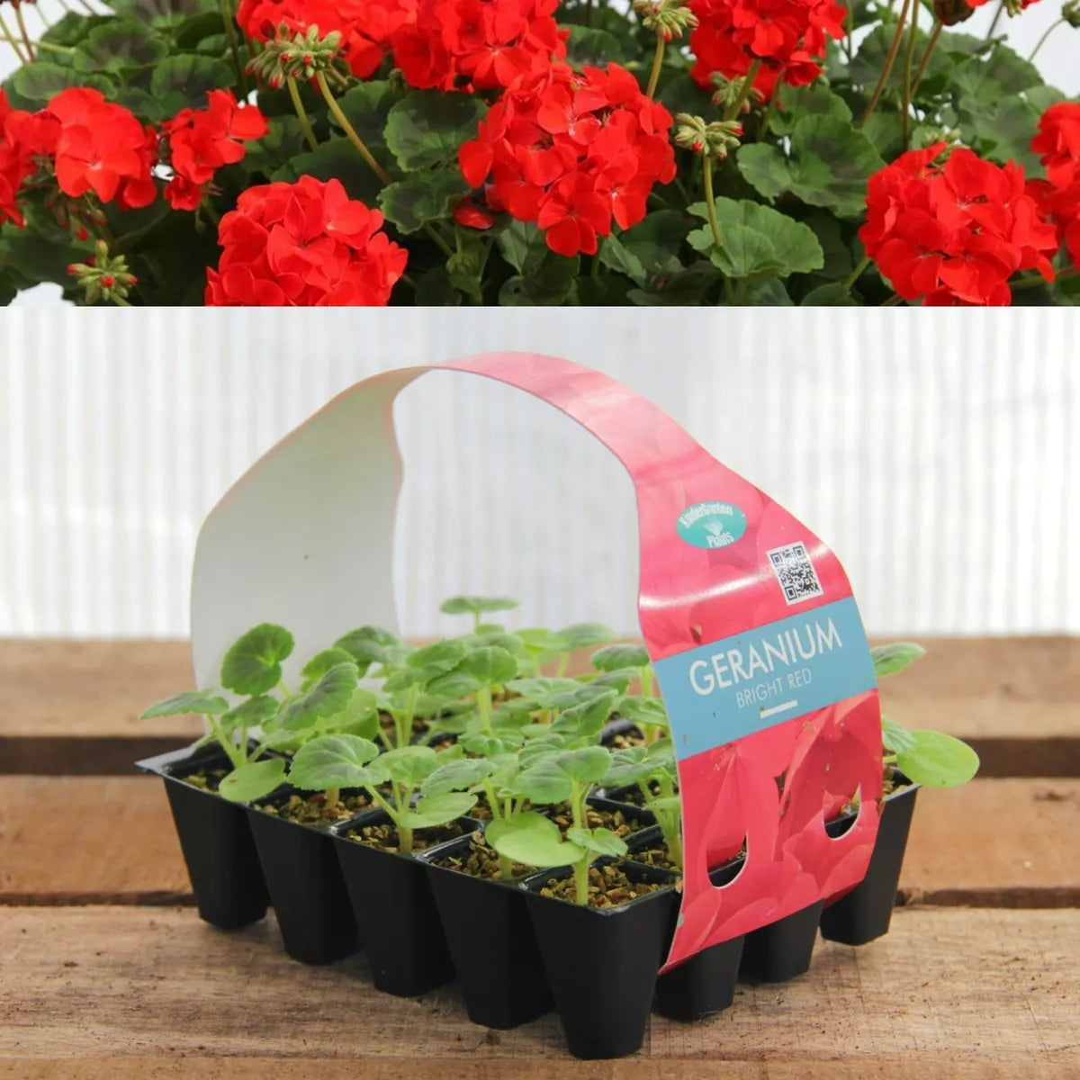 Plug Plants Geranium Bright Red - 20 Per Tray - Summer Flowering Plants